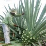 Mezcal and Chartreuse Cocktails
